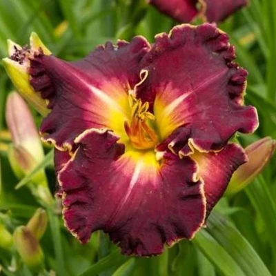 Hemerocallis 'Excellent' – Sásliliom