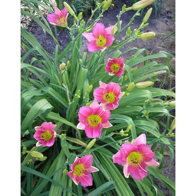 Hemerocallis 'Final Touch' – Sásliliom
