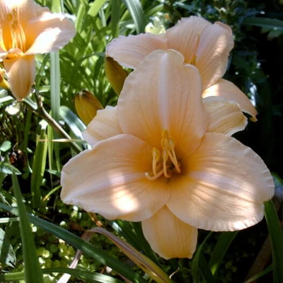 Hemerocallis 'Frances Fay' – Sásliliom