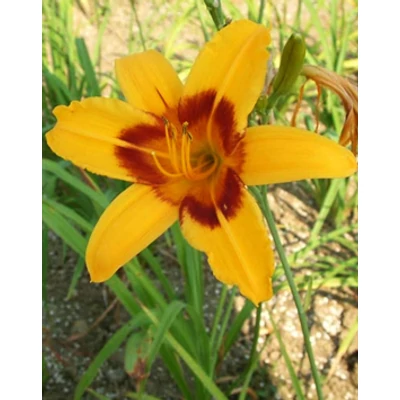 Hemerocallis 'Friar Tuck' – Sásliliom