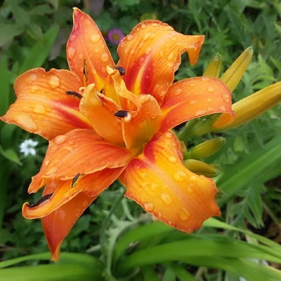 Hemerocallis fulva 'Flore Pleno' – Sásliliom