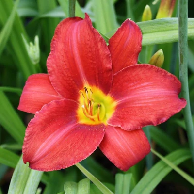 Hemerocallis 'Galena Holiday' – Sásliliom