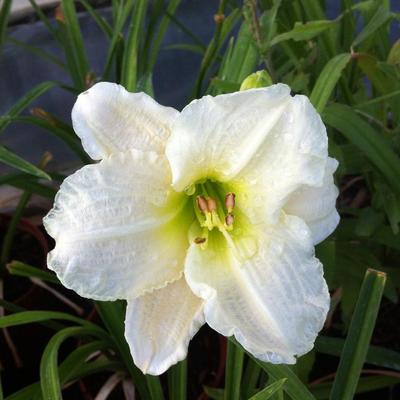 Hemerocallis 'Gentle Shepherd' – Sásliliom