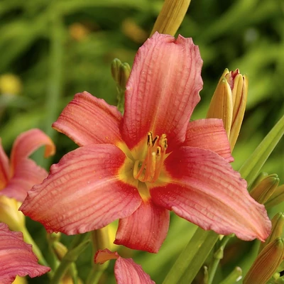Hemerocallis 'Hall's Pink' – Sásliliom