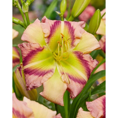 Hemerocallis 'Heavenly Pink Butterfly' – Sásliliom