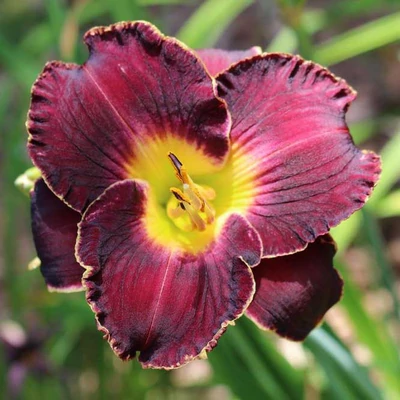 Hemerocallis 'Her Majestic Wizard' – Sásliliom