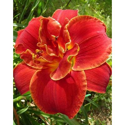 Hemerocallis 'Highland Lord' – Sásliliom