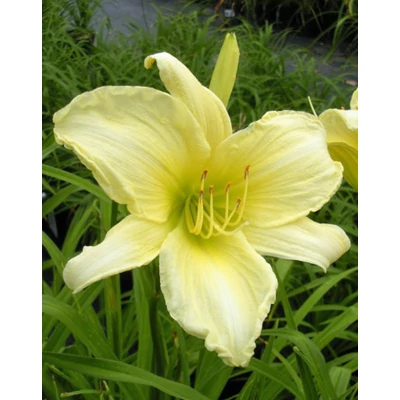 Hemerocallis 'Ice Carnival' – Sásliliom