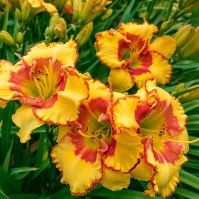 Hemerocallis 'Irresistible Charm' – Sásliliom