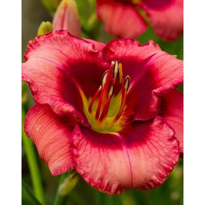 Hemerocallis 'Jazz Dance' – Sásliliom