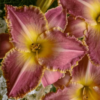 Hemerocallis 'Judy' – Sásliliom