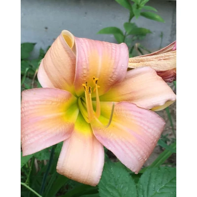 Hemerocallis 'Lady Mary Montagu' – Sásliliom