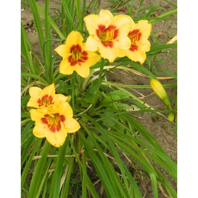 Hemerocallis 'Little Cadet' – Sásliliom