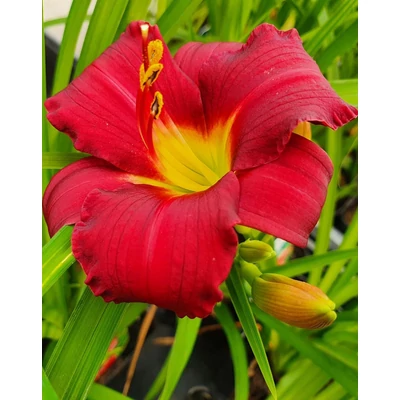 Hemerocallis 'Little Gypsy Ruby' – Sásliliom
