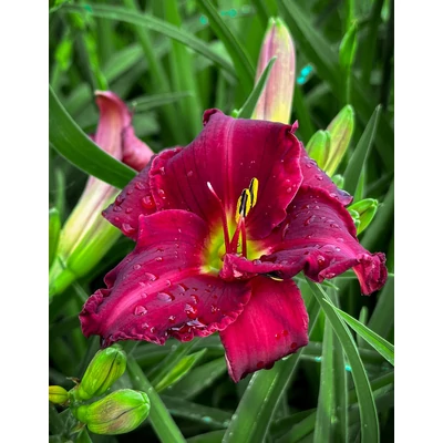 Hemerocallis 'Little Squiz' – Sásliliom