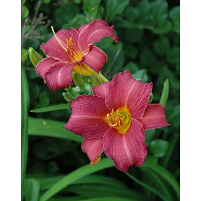 Hemerocallis 'Little Wine Cup' – Sásliliom