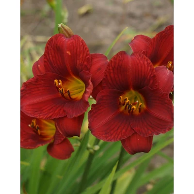 Hemerocallis 'Little Zinger' – Sásliliom