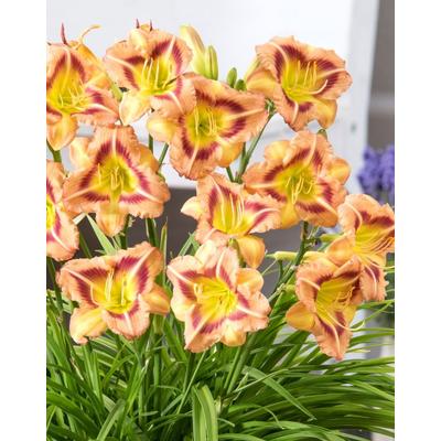 Hemerocallis 'London Eye' – Sásliliom