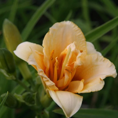 Hemerocallis 'Longfield's Kitten' – Sásliliom