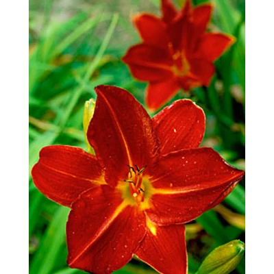 Hemerocallis 'Lusty Leyland' – Sásliliom