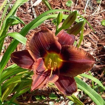 Hemerocallis 'Mahogany Whispers' – Sásliliom