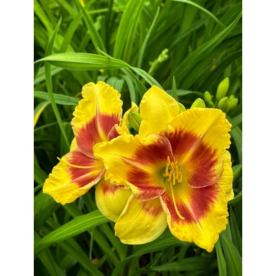 Hemerocallis 'New Clown Face' – Sásliliom