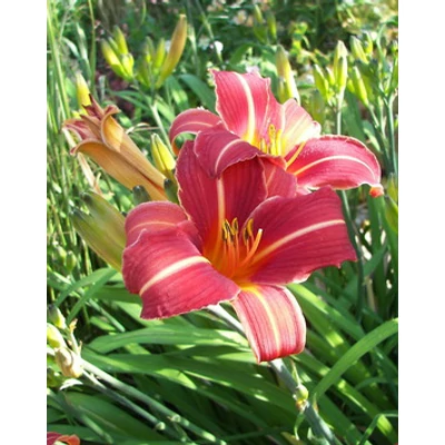 Hemerocallis 'Neyron Rose' - Sásliliom (rózsaszín)