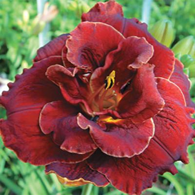 Hemerocallis 'Night Embers' – Sásliliom