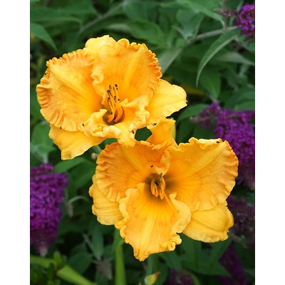 Hemerocallis 'Orange Nassau' – Sásliliom