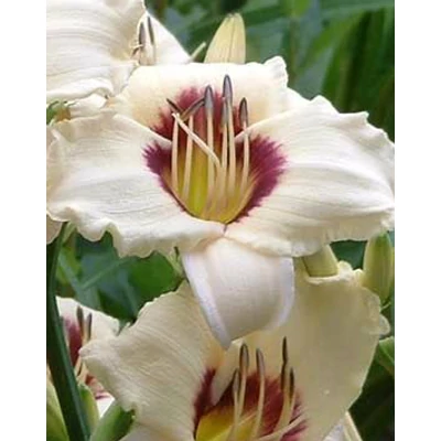 Hemerocallis 'Pandora's Box' - Sásliliom (vajszínű, bordó rózsával)