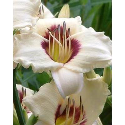 Hemerocallis 'Pandora's Box' - Sásliliom (vajszínű bordó rózsával)