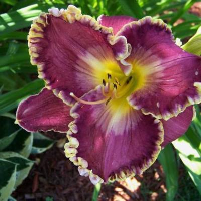 Hemerocallis 'Popcorn Pete' – Sásliliom