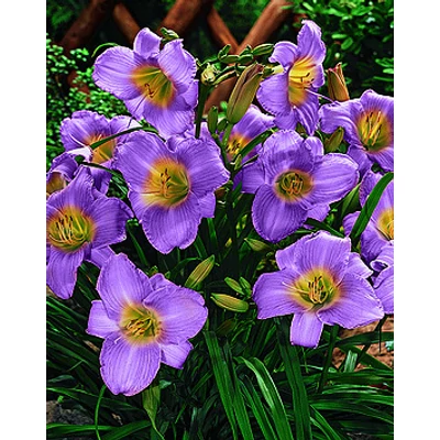 Hemerocallis 'Prairie Blue Eyes' - Sásliliom (liláskék)