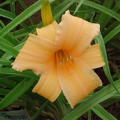 Hemerocallis 'Precious One' – Sásliliom