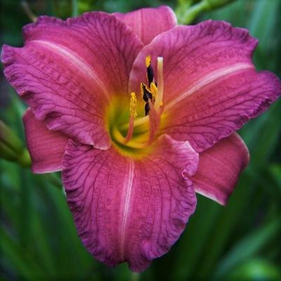 Hemerocallis 'Purple D'oro' – Sásliliom