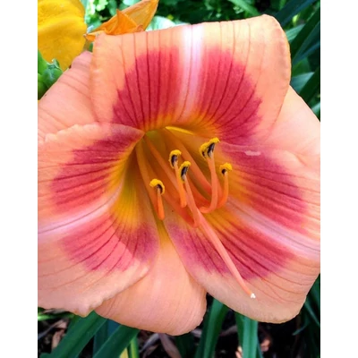 Hemerocallis 'Real Wind' – Sásliliom