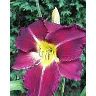 Hemerocallis 'Rocking Richard' – Sásliliom