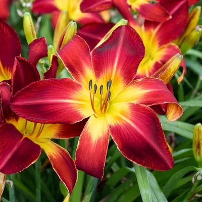 Hemerocallis 'Ruby Spider' – Sásliliom