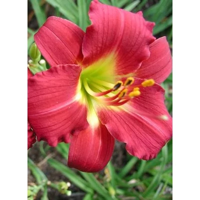 Hemerocallis 'Ruby Stella' – Sásliliom