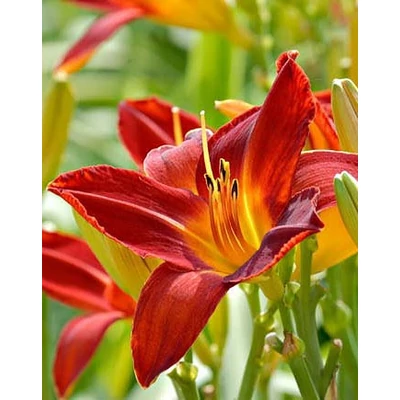 Hemerocallis 'Sammy Russel' – Sásliliom