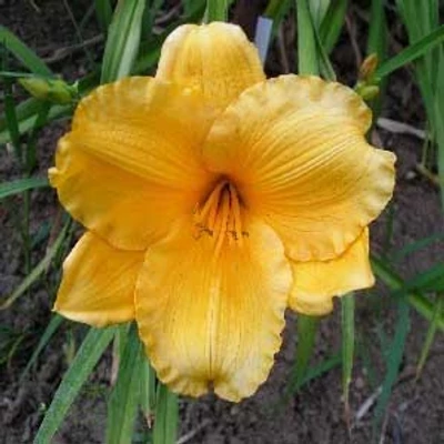 Hemerocallis 'Siloam Nugget' – Sásliliom