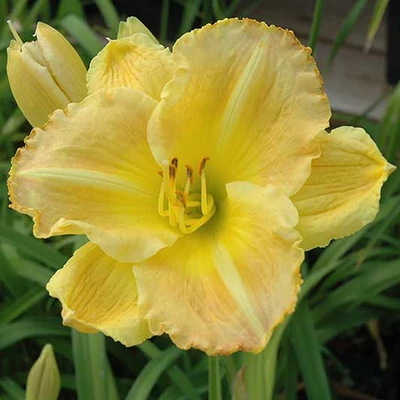 Hemerocallis 'Smuggler's Gold' – Sásliliom