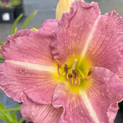 Hemerocallis 'Soft Secrets' – Sásliliom