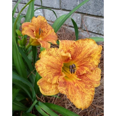 Hemerocallis 'Spacecoast Freaky Tiki' – Sásliliom