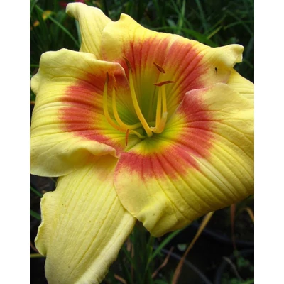 Hemerocallis 'Spits Beauty' – Sásliliom