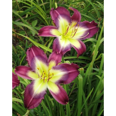 Hemerocallis 'Stargate Portal' – Sásliliom (illatos)