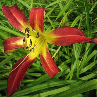 Hemerocallis 'Stoplight' – Sásliliom