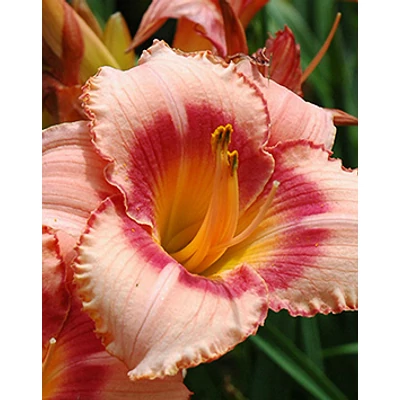 Hemerocallis 'Strawberry Candy' - Sásliliom (s. rózsaszín pink-sárga torokkal)