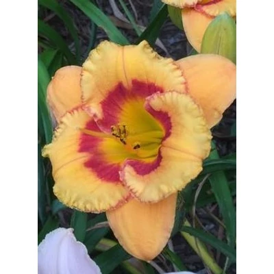 Hemerocallis 'Tigerling' – Sásliliom