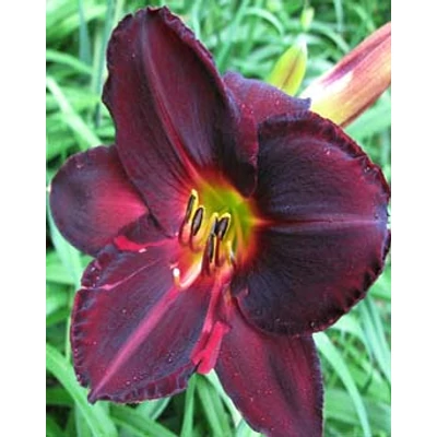 Hemerocallis 'Tuscawilla Blackout' – Sásliliom